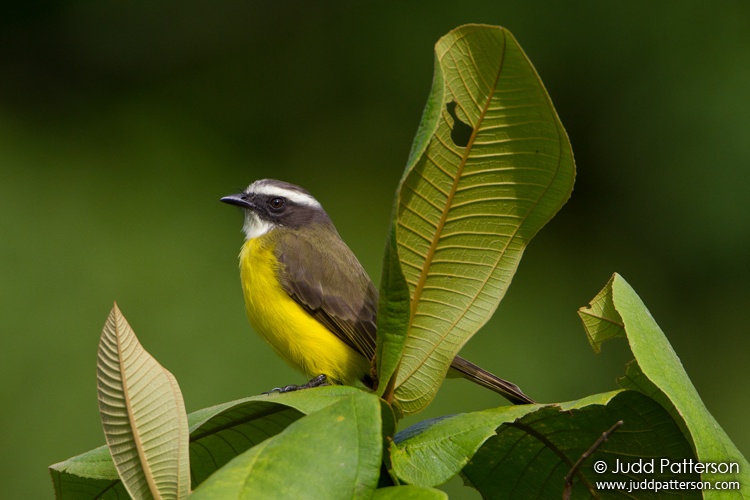 Social Flycatcher, La Selva Biological Station, Heredia, Costa Rica